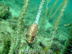 Flamingo Tongue on the reef off the Pelican Grand off the... by Michael Kovach 